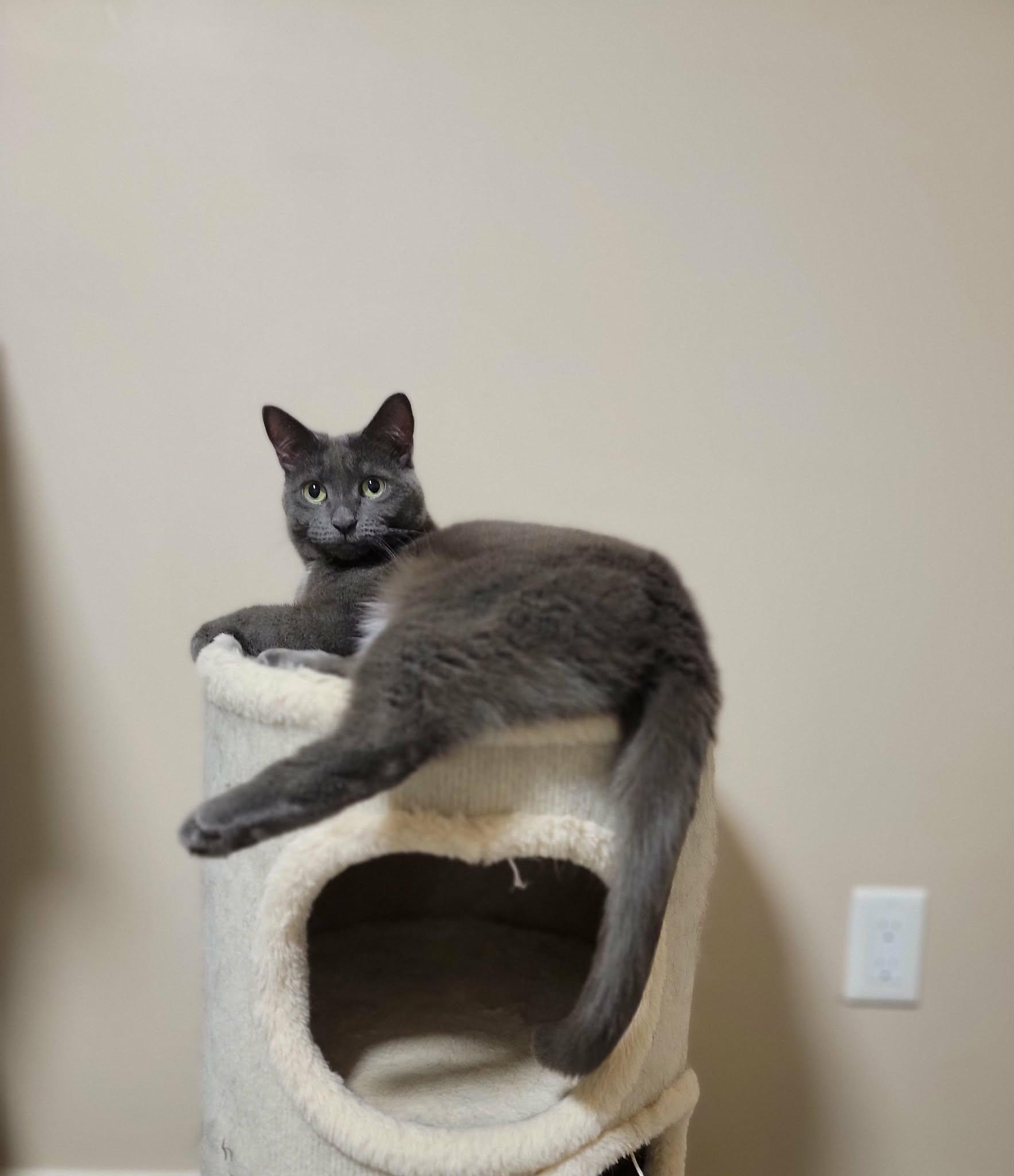 Enlarge Bug (bonded with June), a ADOPTABLE Domestic Medium Hair in Shakespeare, ON image 3/4