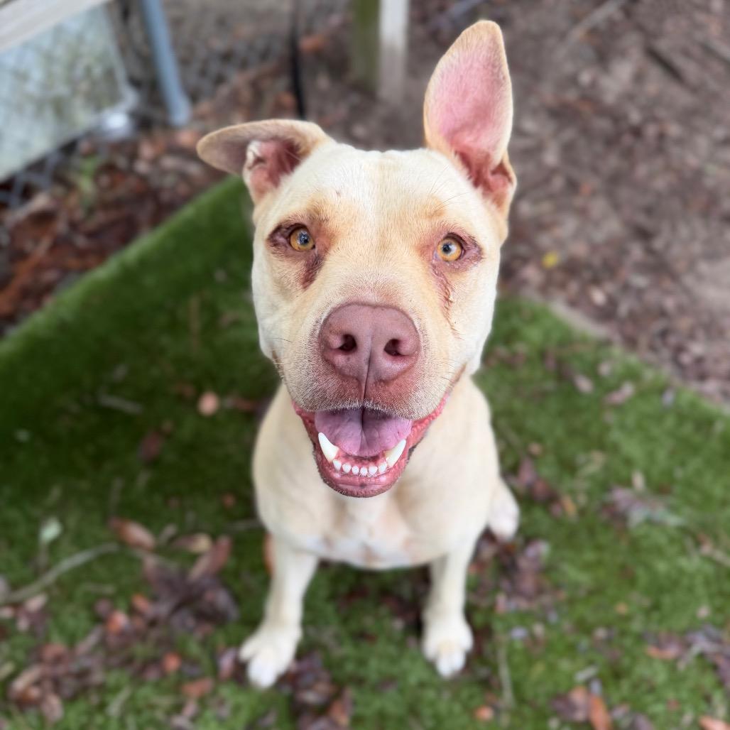Binky, Adoptable, Adult Male Mixed Breed.
