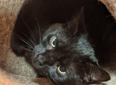 Adam, adoptable, Adult Male Domestic Short Hair.