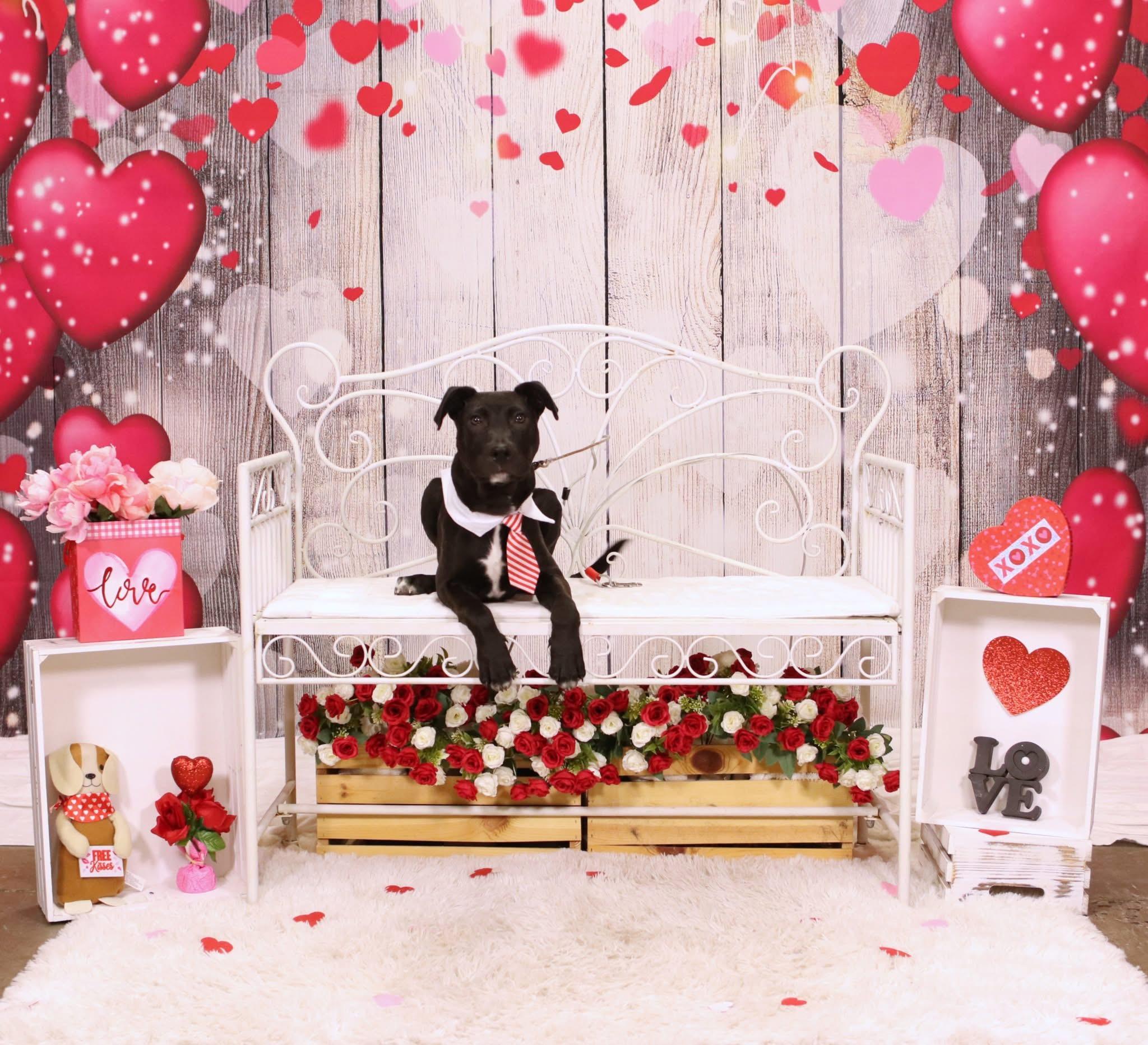 Odie , ADOPTABLE, Puppy Male Pit Bull Terrier.