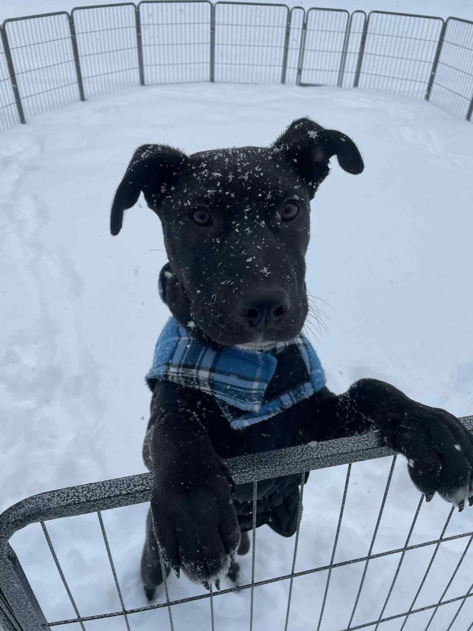 Enlarge Odie , a ADOPTABLE mixed breed in Souderton, PA image 4/5
