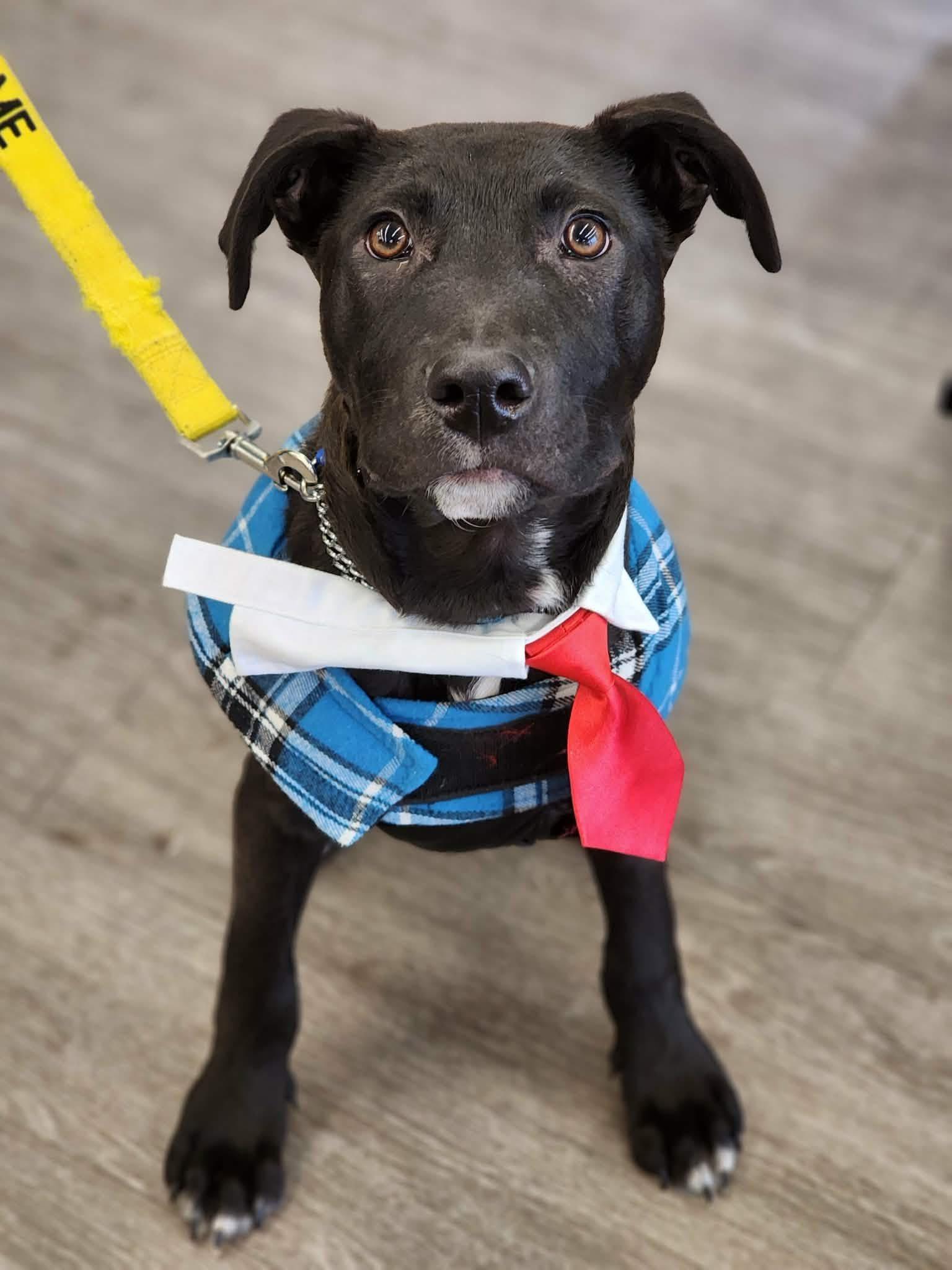 Enlarge Odie , a ADOPTABLE mixed breed in Souderton, PA image 5/5