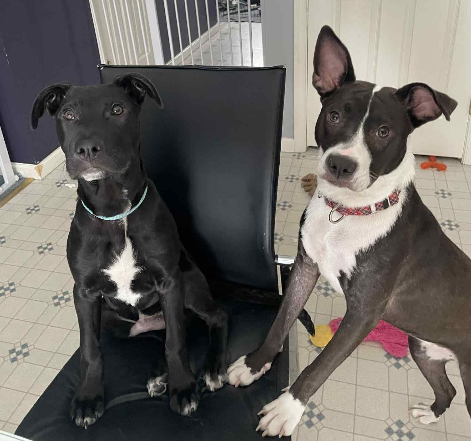 Enlarge Odie , a ADOPTABLE mixed breed in Souderton, PA image 3/5