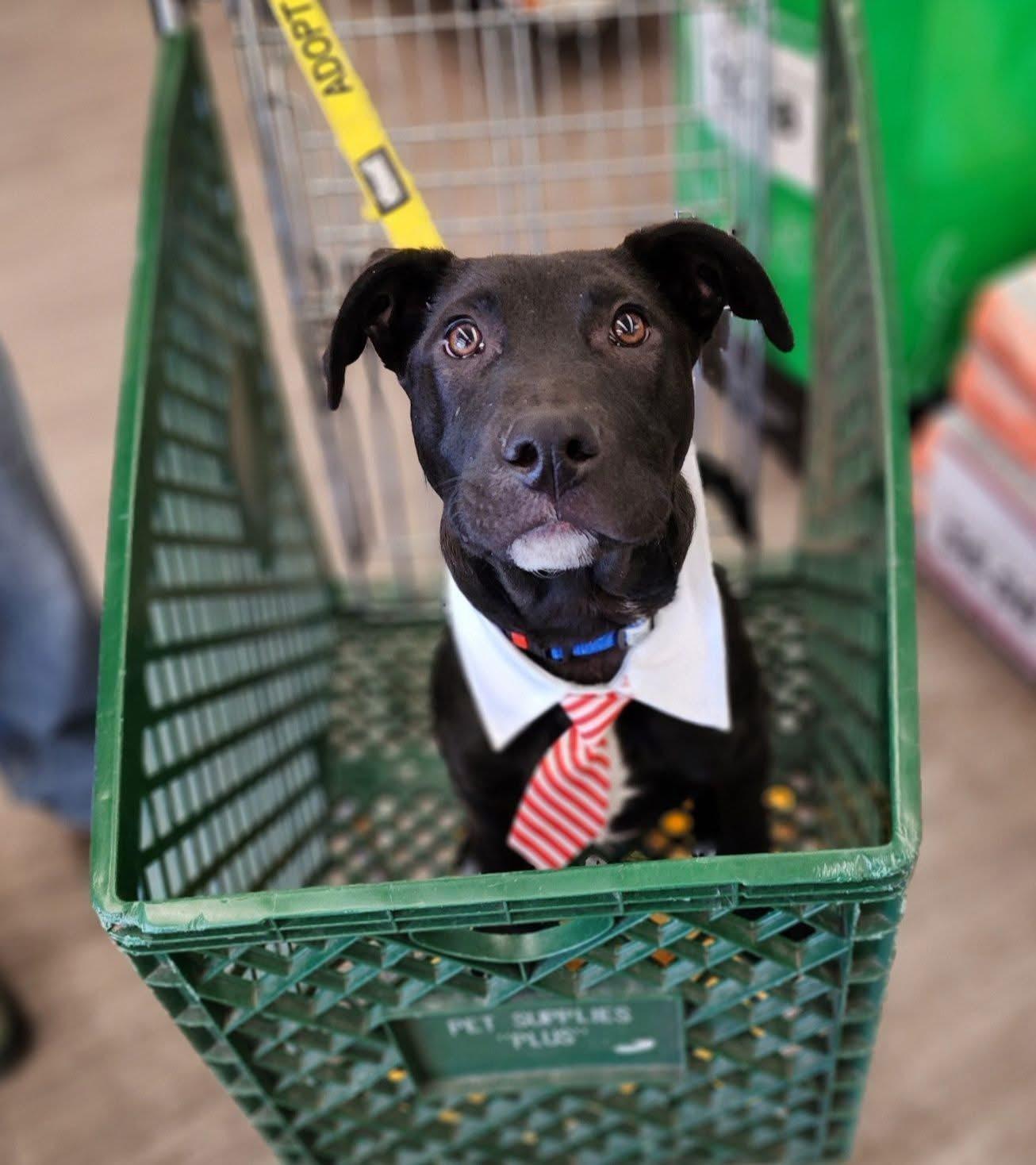 Enlarge Odie , a ADOPTABLE mixed breed in Souderton, PA image 2/5