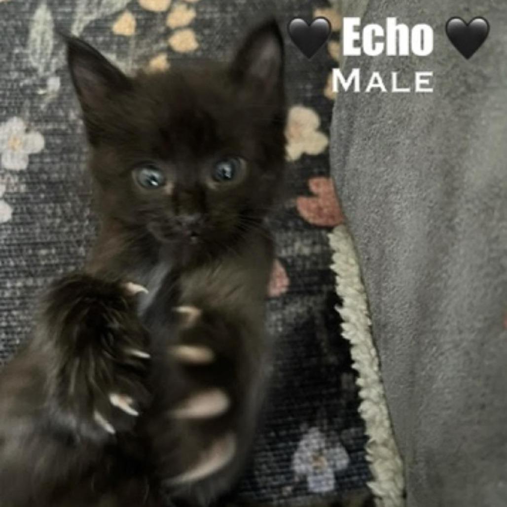 Princess, Adoptable, Kitten Female Domestic Long Hair.