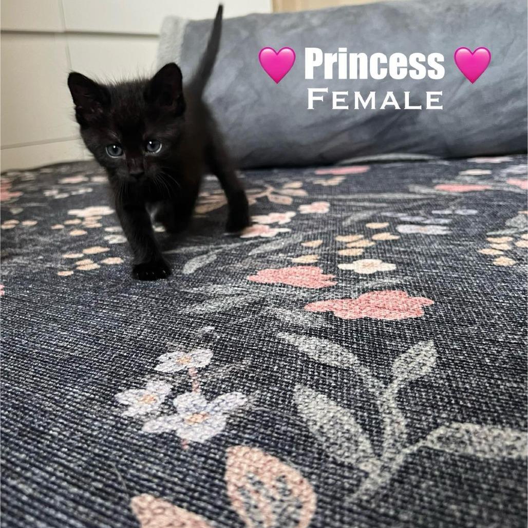 Princess, a Adoptable Domestic Long Hair in Collinsville , OK image 4/4