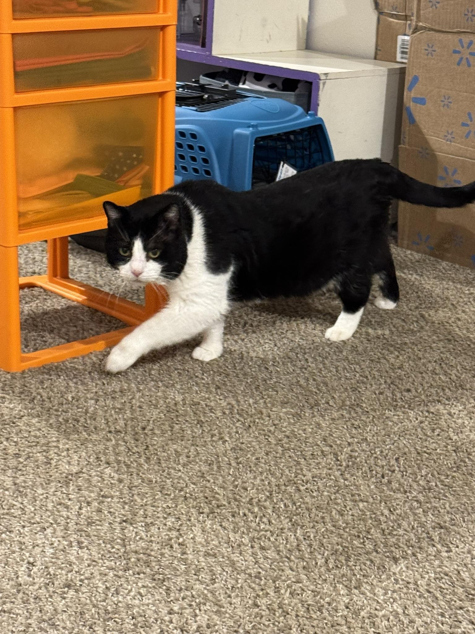 Tux, Adopted, Adult Male Domestic Short Hair.