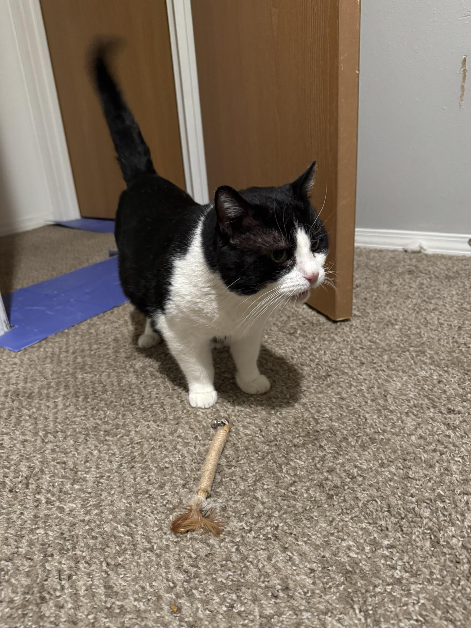 Enlarge Tux, a Adopted mixed breed in Springfield, MO image 2/6