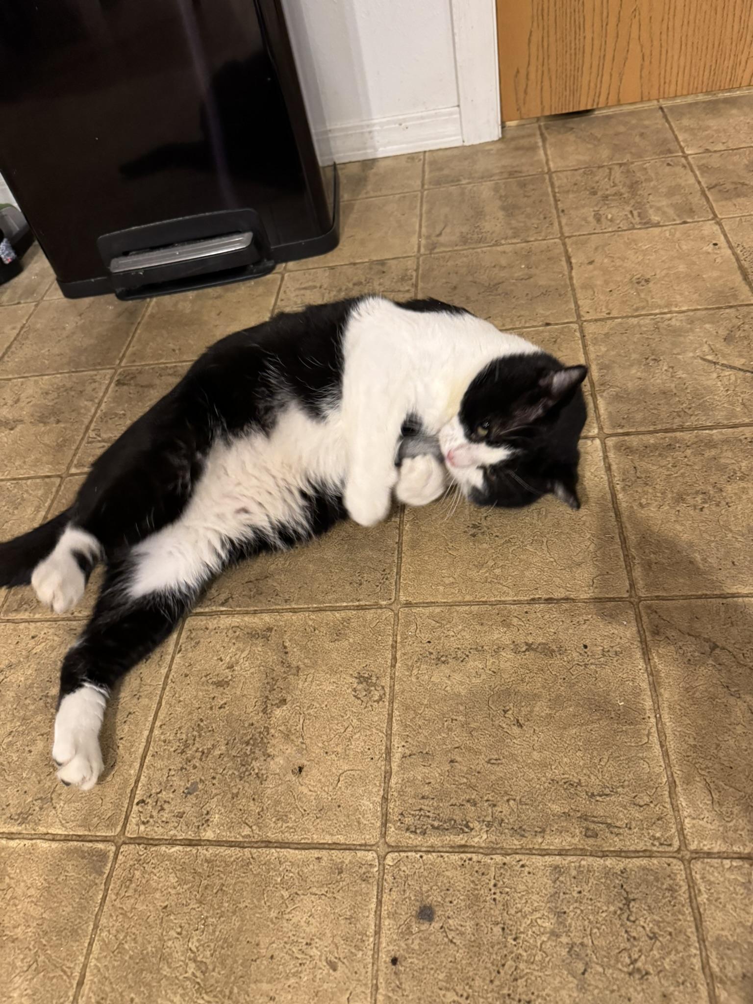 Enlarge Tux, a Adopted mixed breed in Springfield, MO image 3/6