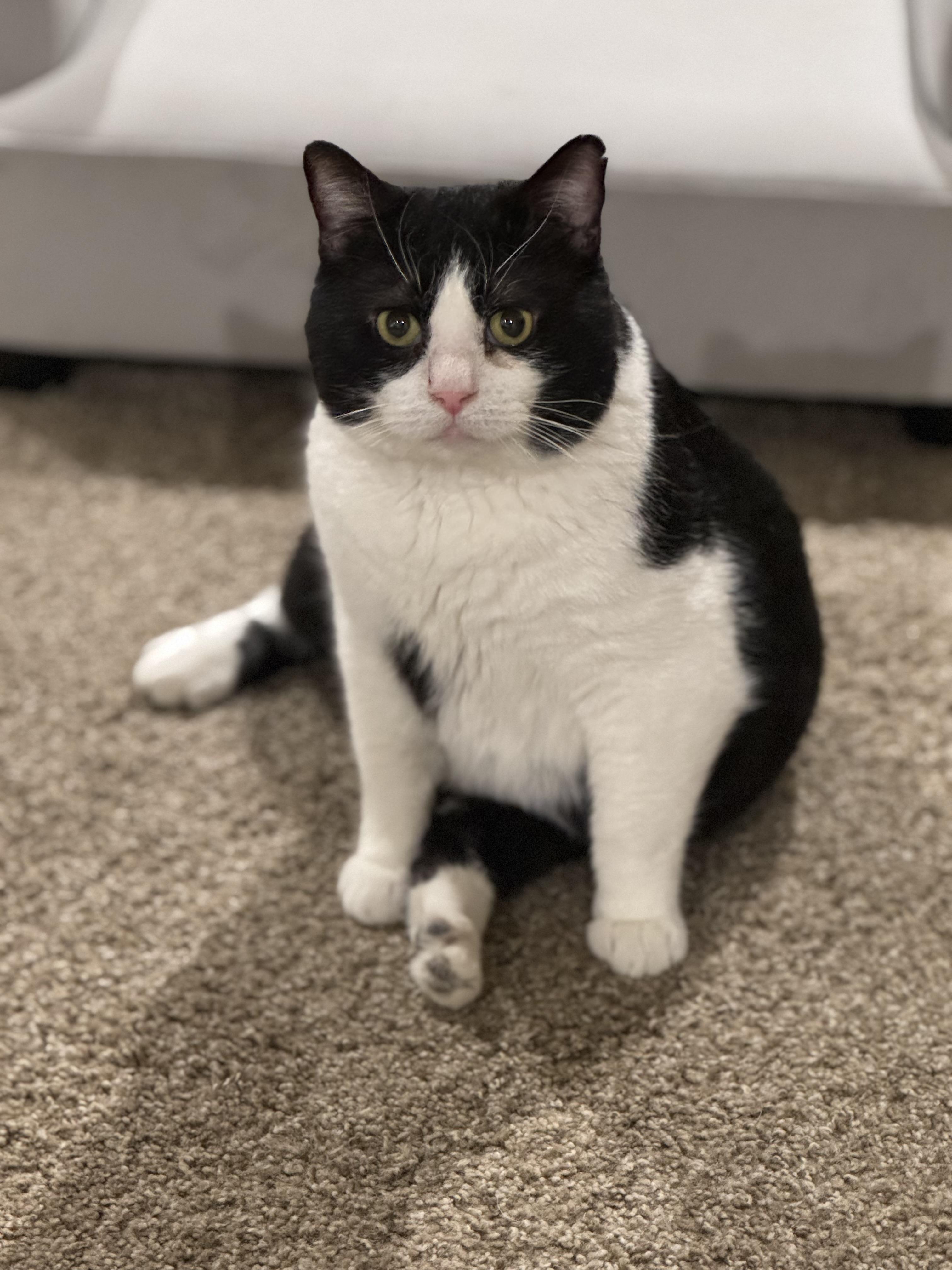 Enlarge Tux, a Adopted mixed breed in Springfield, MO image 4/6