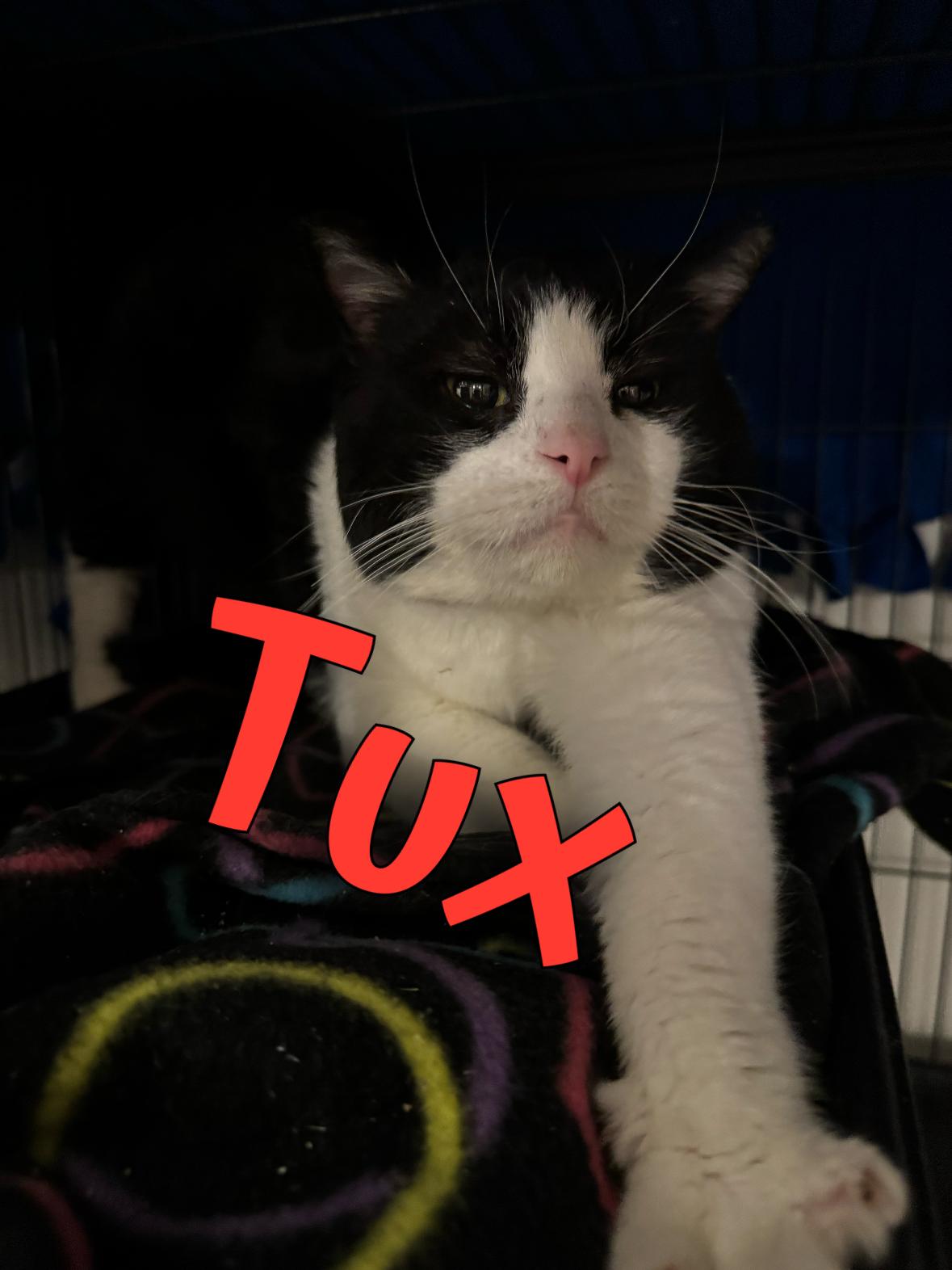 Enlarge Tux, a Adopted mixed breed in Springfield, MO image 5/6