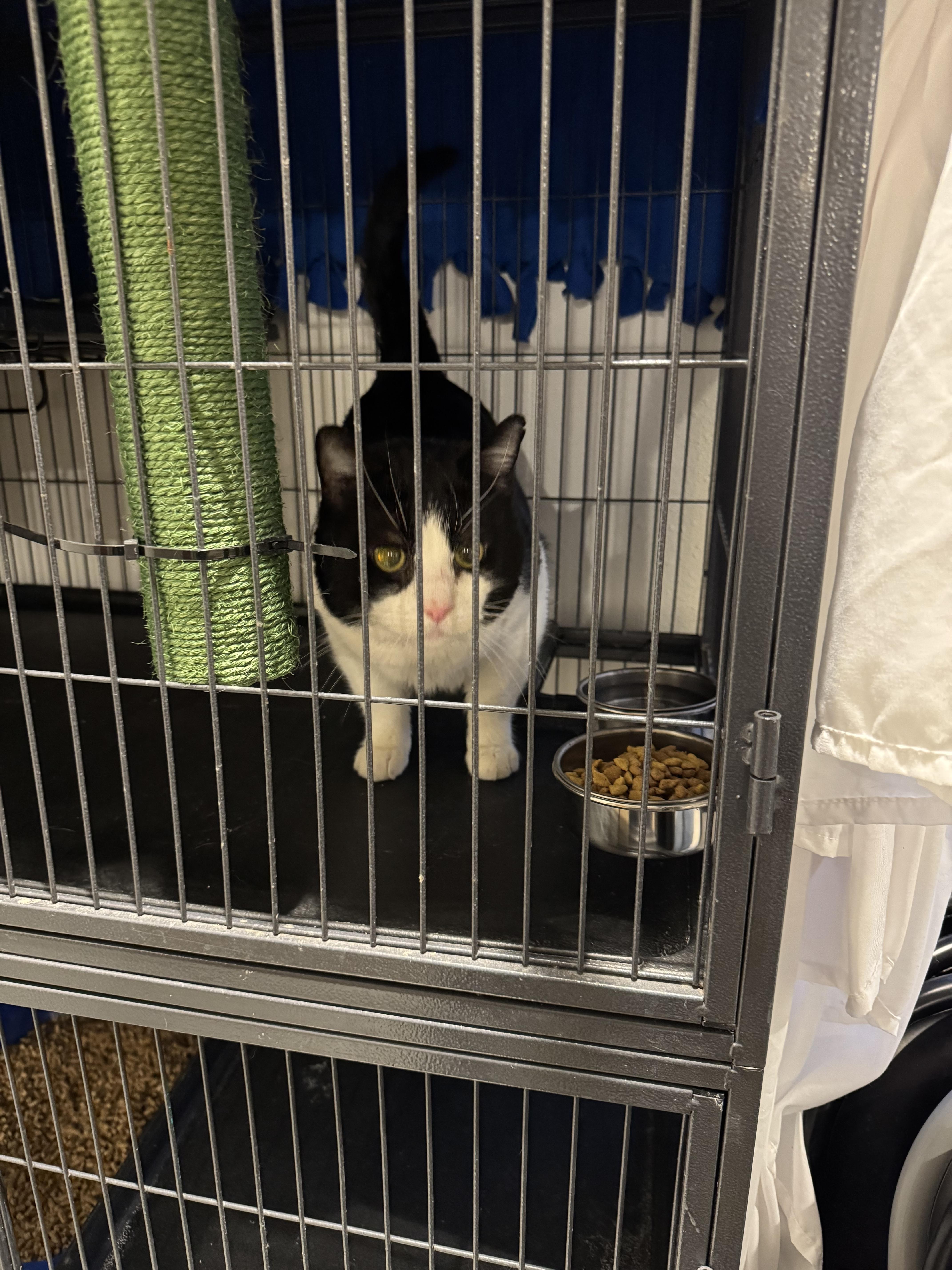 Enlarge Tux, a Adopted mixed breed in Springfield, MO image 6/6
