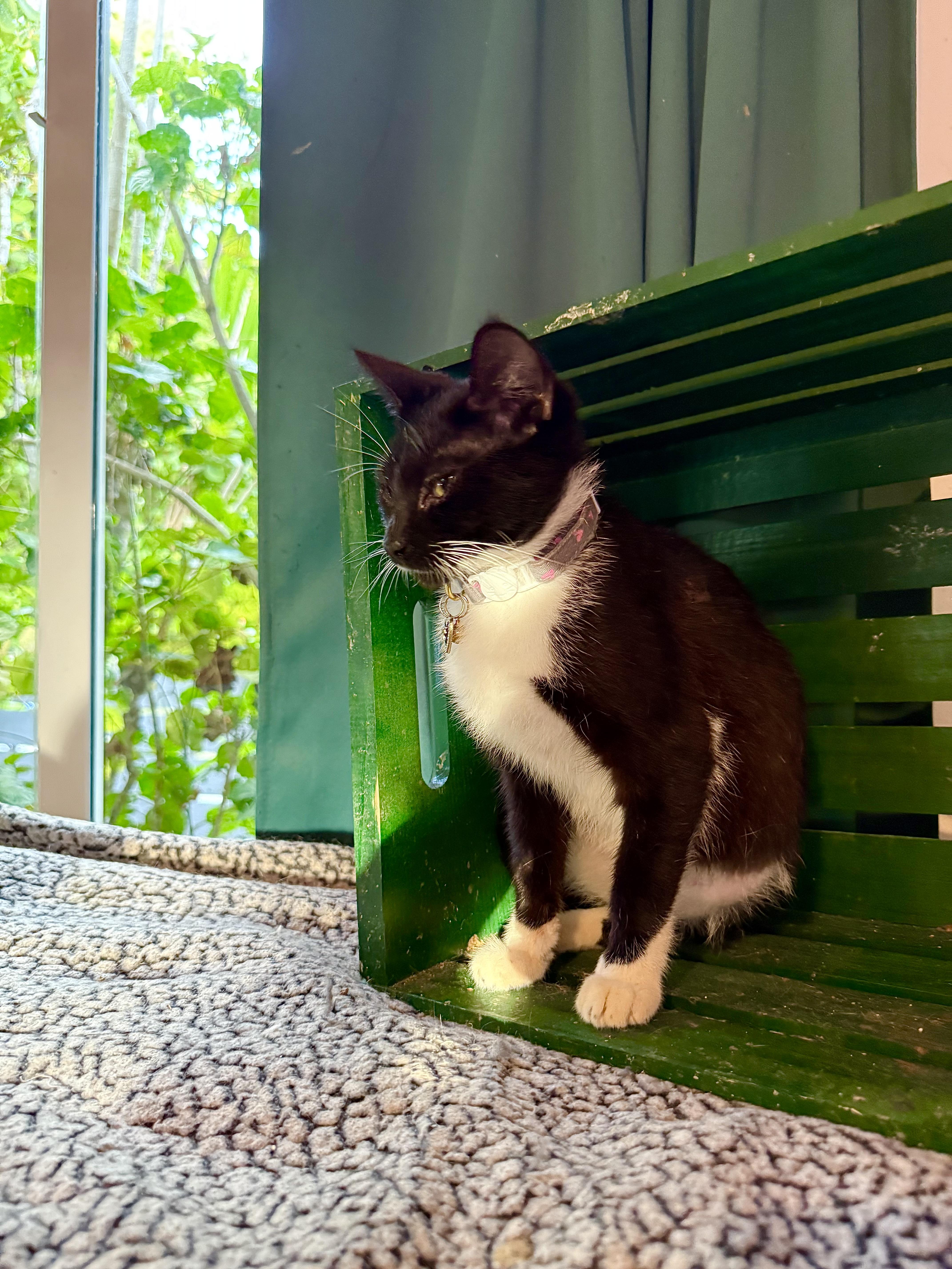 Enlarge Mittens- Tripod, a Adoptable Domestic Short Hair in Asbury Park, NJ image 1/6