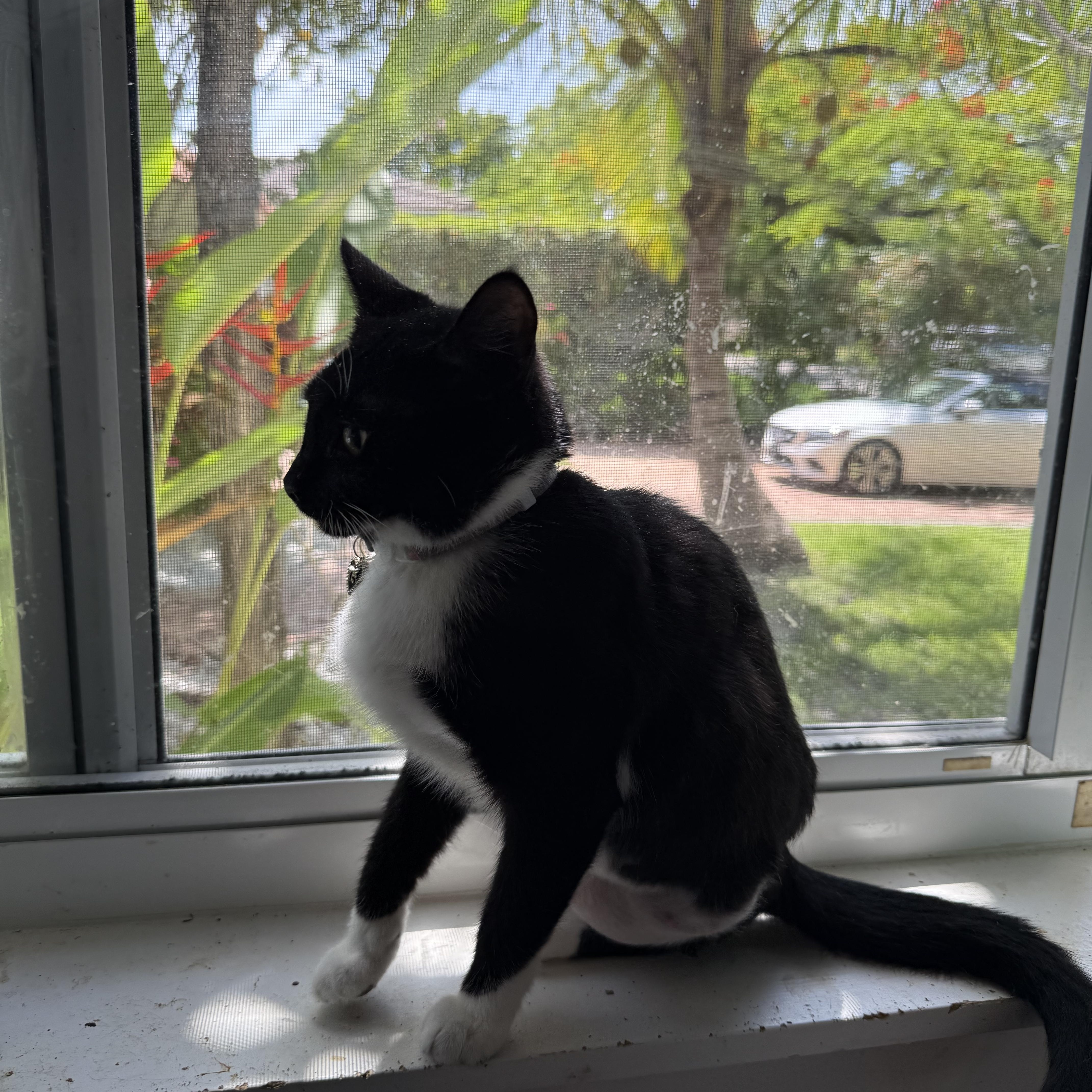 Enlarge Mittens- Tripod, a Adoptable Domestic Short Hair in Asbury Park, NJ image 2/6