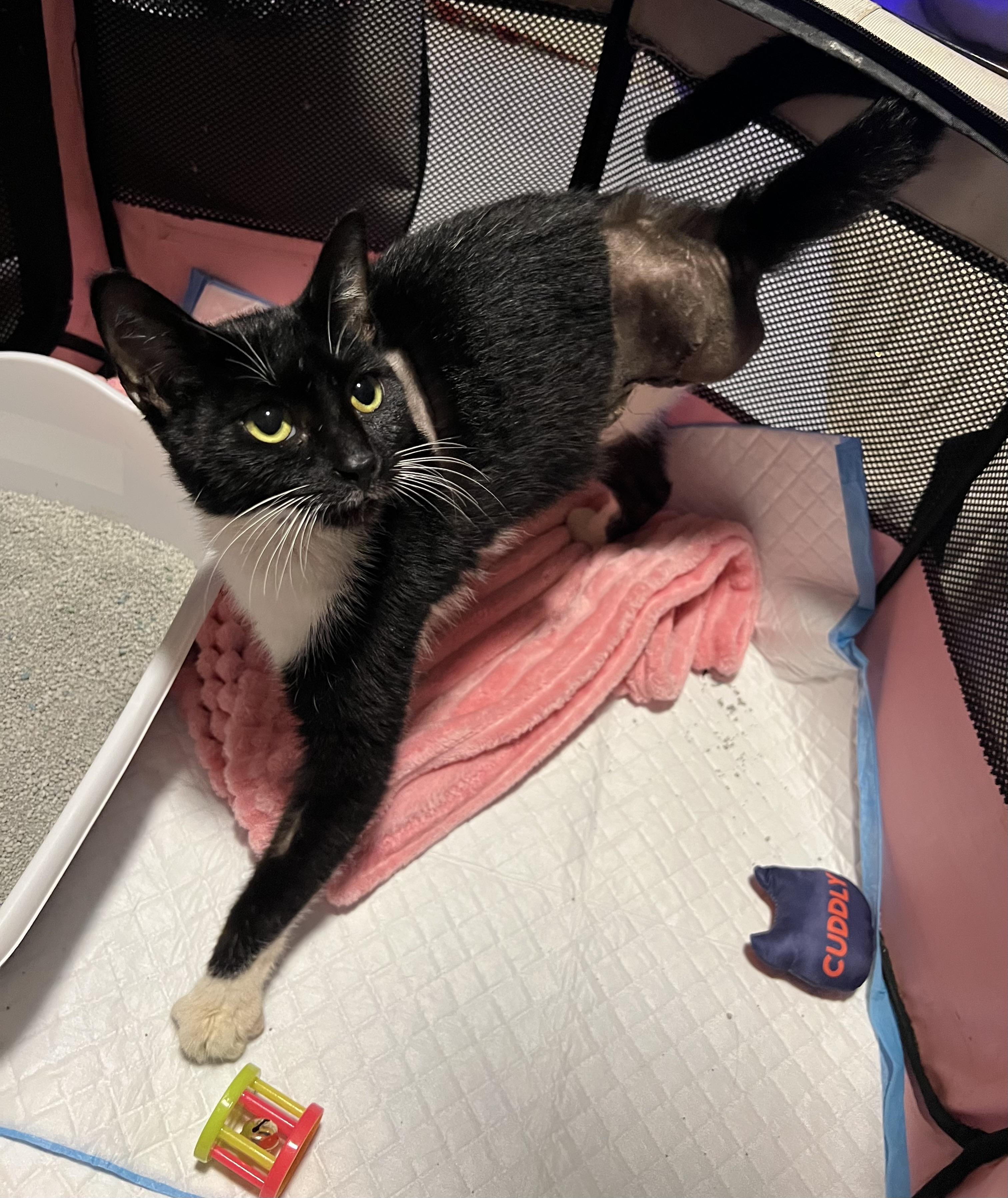 Enlarge Mittens- Tripod, a Adoptable Domestic Short Hair in Asbury Park, NJ image 3/6