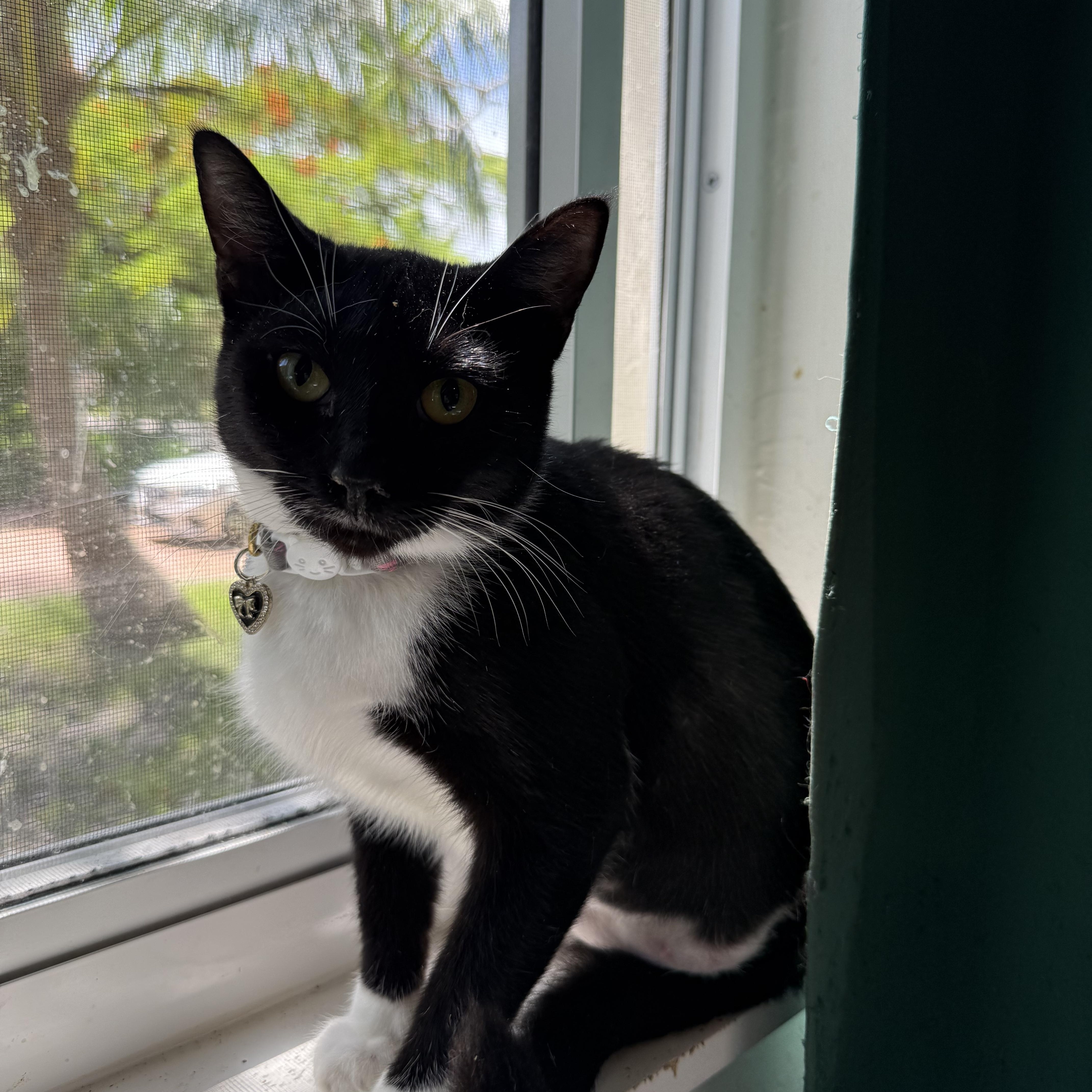 Enlarge Mittens- Tripod, a Adoptable Domestic Short Hair in Asbury Park, NJ image 4/6