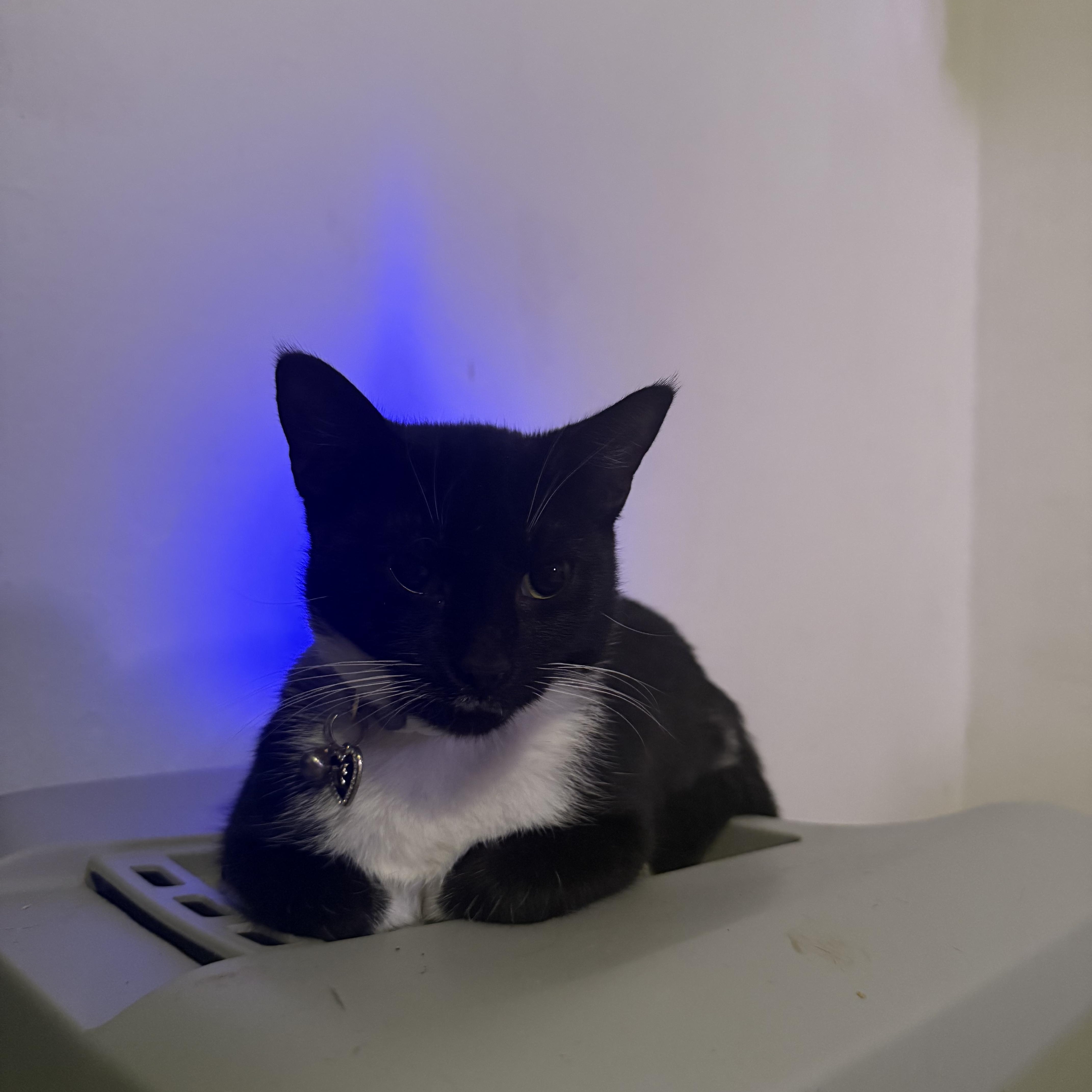 Enlarge Mittens- Tripod, a Adoptable Domestic Short Hair in Asbury Park, NJ image 5/6