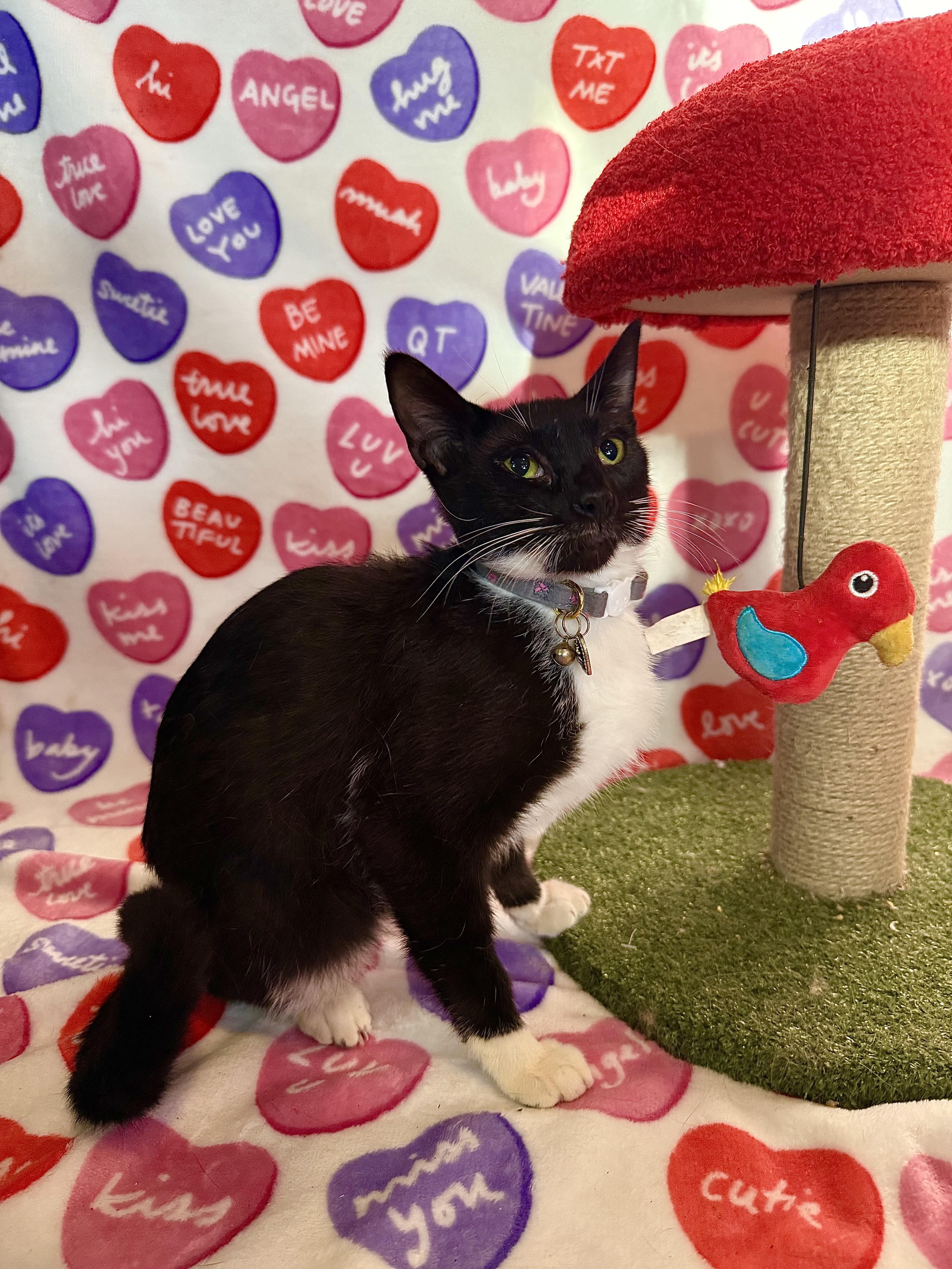 Enlarge Mittens- Tripod, a Adoptable Domestic Short Hair in Asbury Park, NJ image 6/6