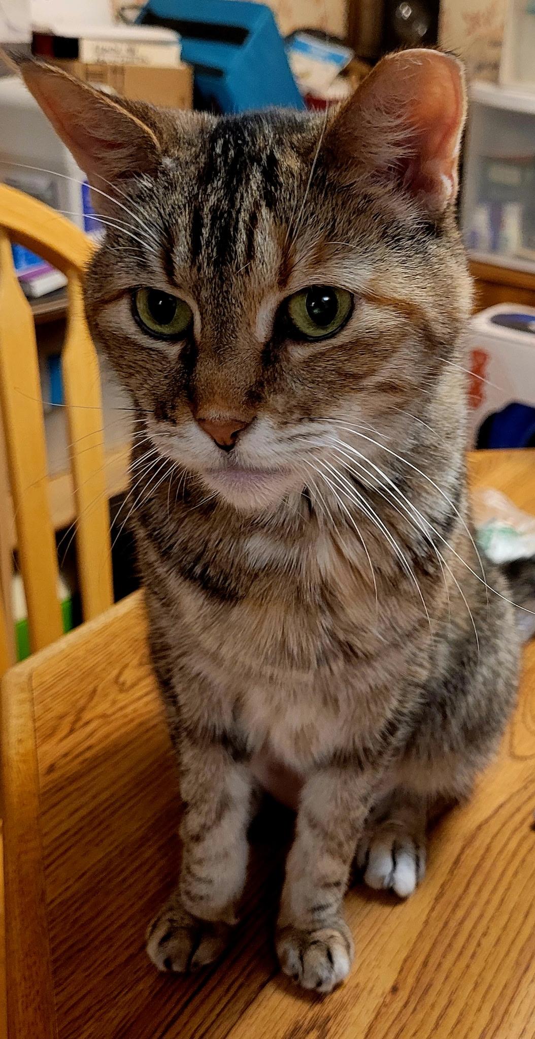 MOLLIE - Courtesy Listing, a ADOPTABLE Domestic Short Hair in Prescott, AZ image 2/5