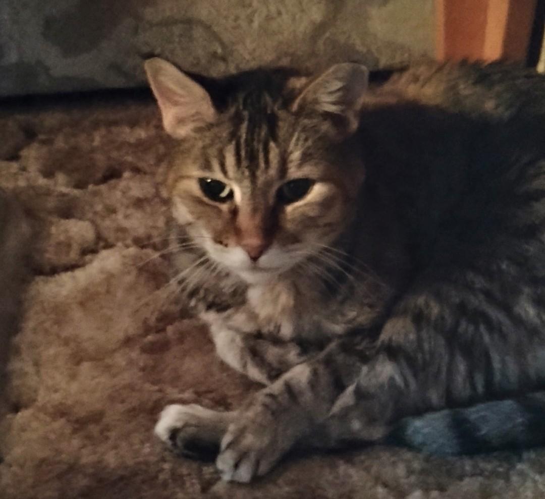MOLLIE - Courtesy Listing, a ADOPTABLE Domestic Short Hair in Prescott, AZ image 4/5