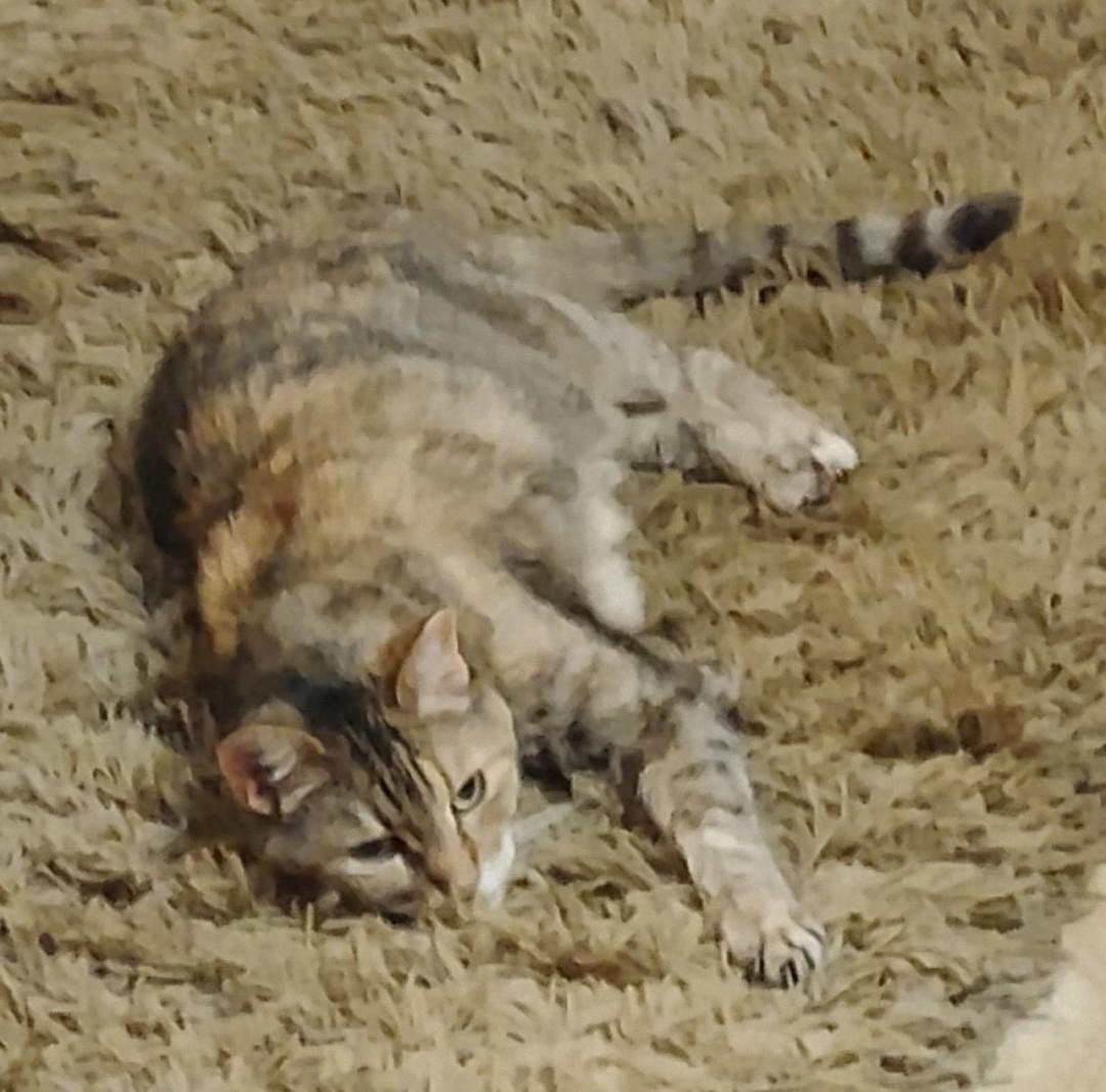 MOLLIE - Courtesy Listing, a ADOPTABLE Domestic Short Hair in Prescott, AZ image 3/5