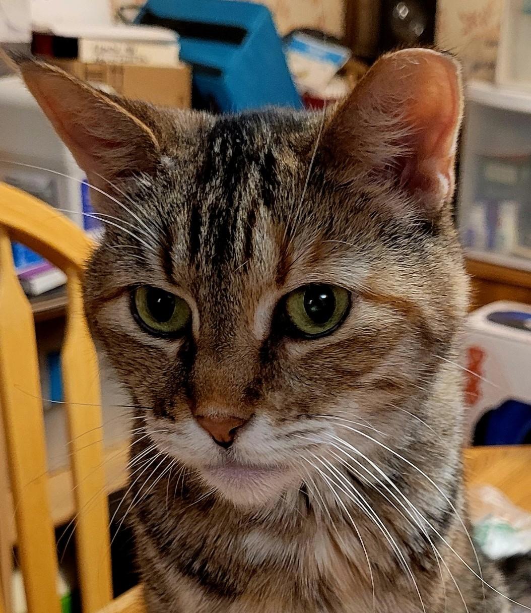 MOLLIE - Courtesy Listing, a ADOPTABLE Domestic Short Hair in Prescott, AZ image 1/5
