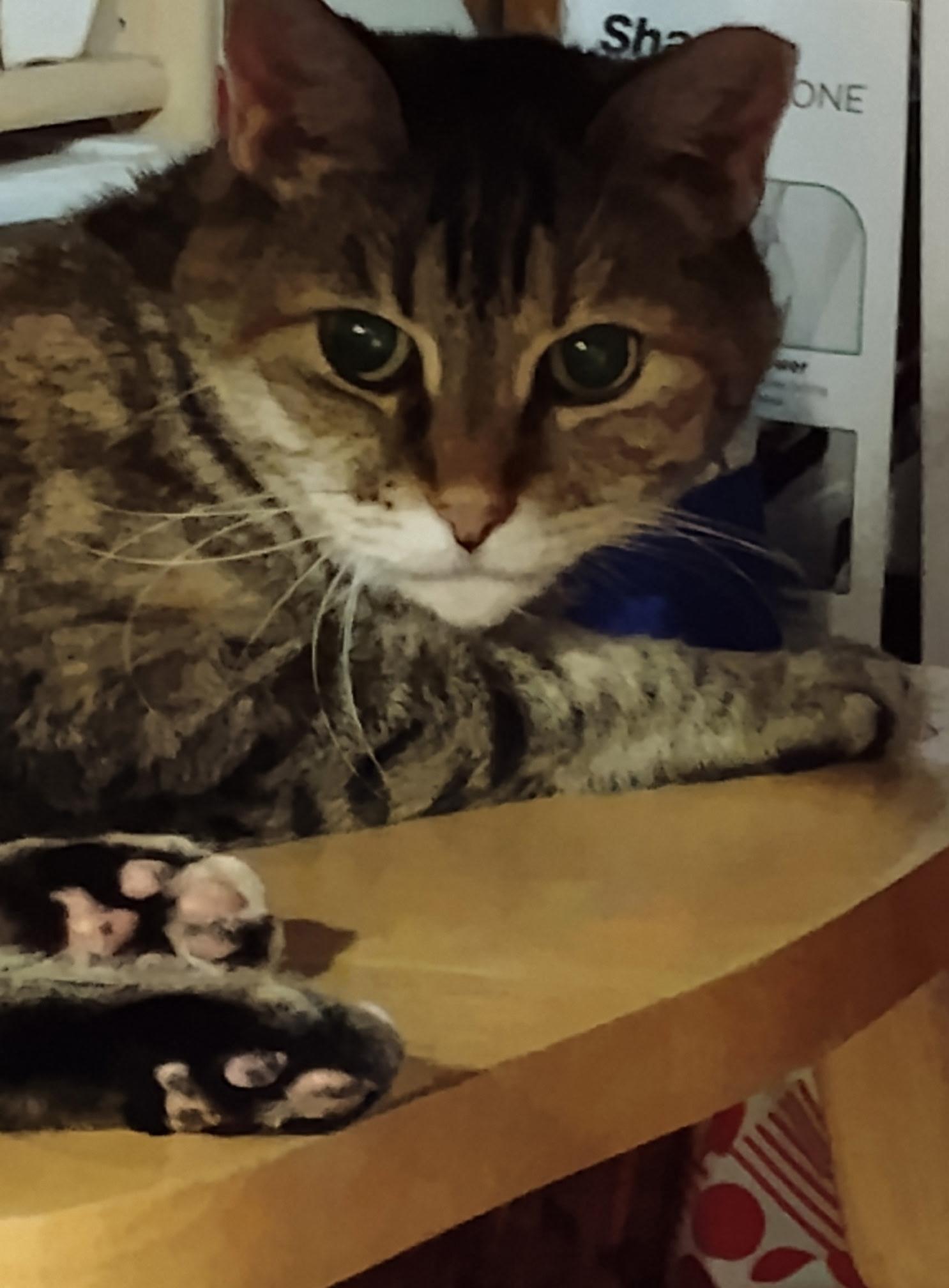 MOLLIE - Courtesy Listing, a ADOPTABLE Domestic Short Hair in Prescott, AZ image 5/5