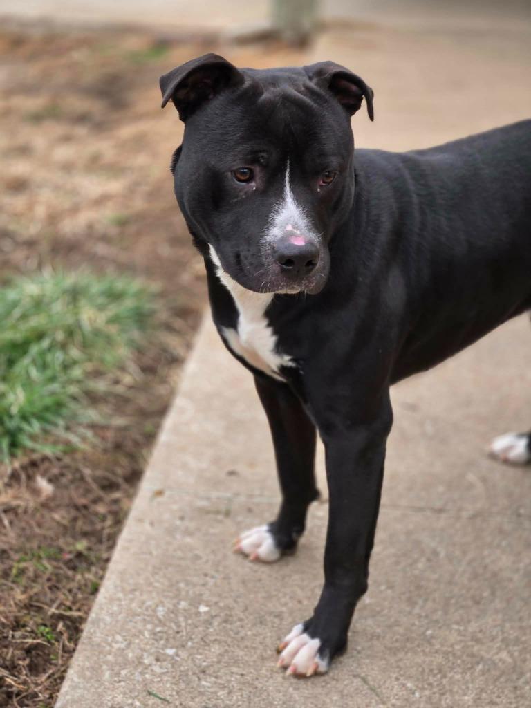 REX, a Adoptable Pit Bull Terrier in Moberly, MO image 1/5