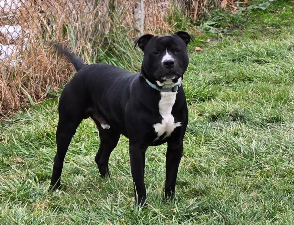 REX, a Adoptable Pit Bull Terrier in Moberly, MO image 2/5