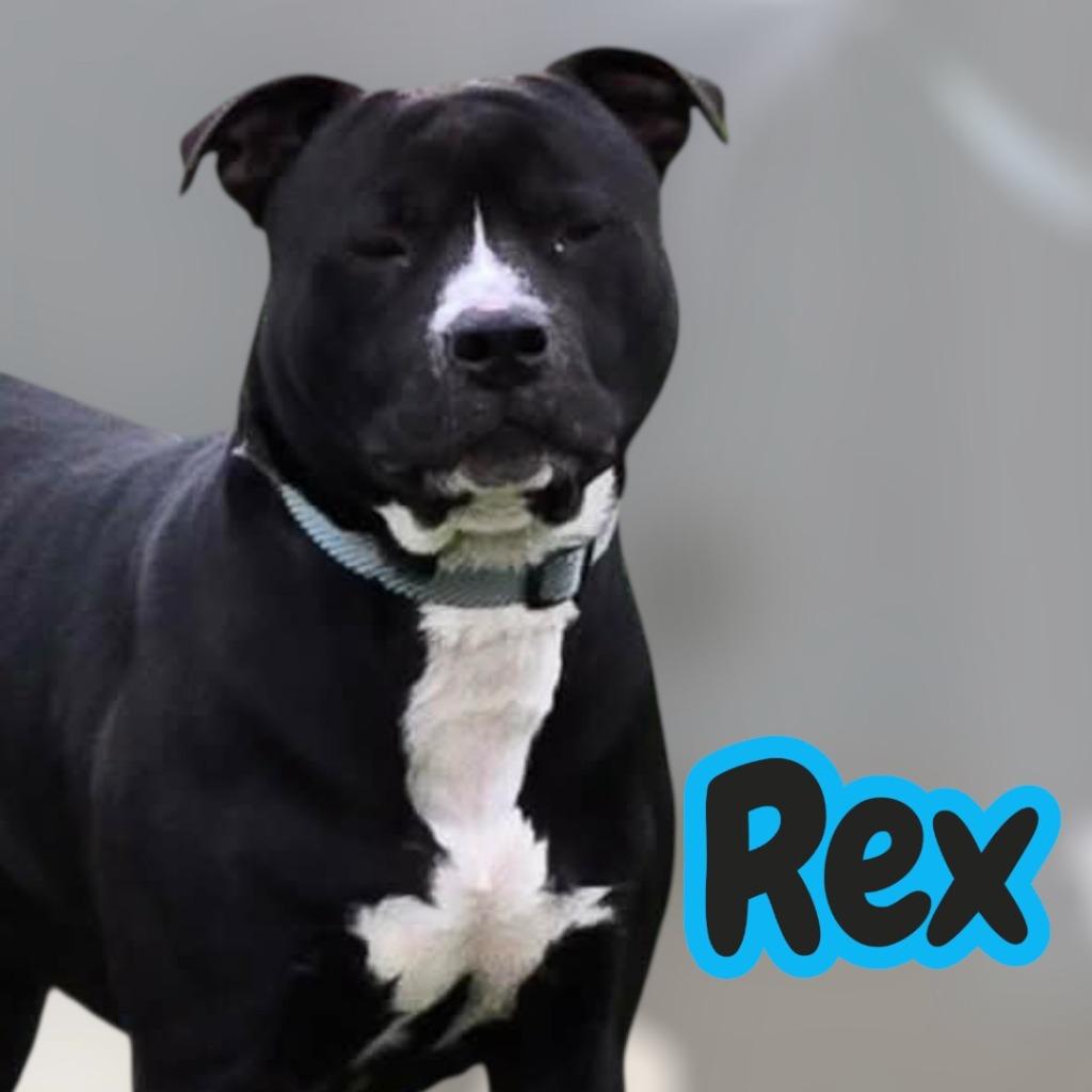 REX, a Adoptable Pit Bull Terrier in Moberly, MO image 3/5