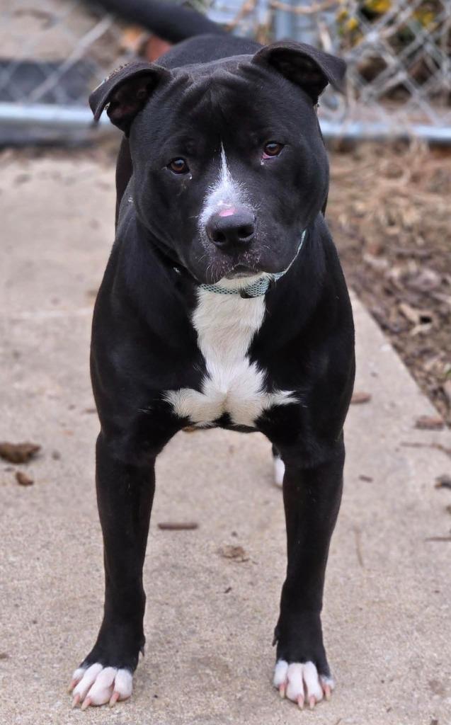 REX, a Adoptable Pit Bull Terrier in Moberly, MO image 4/5
