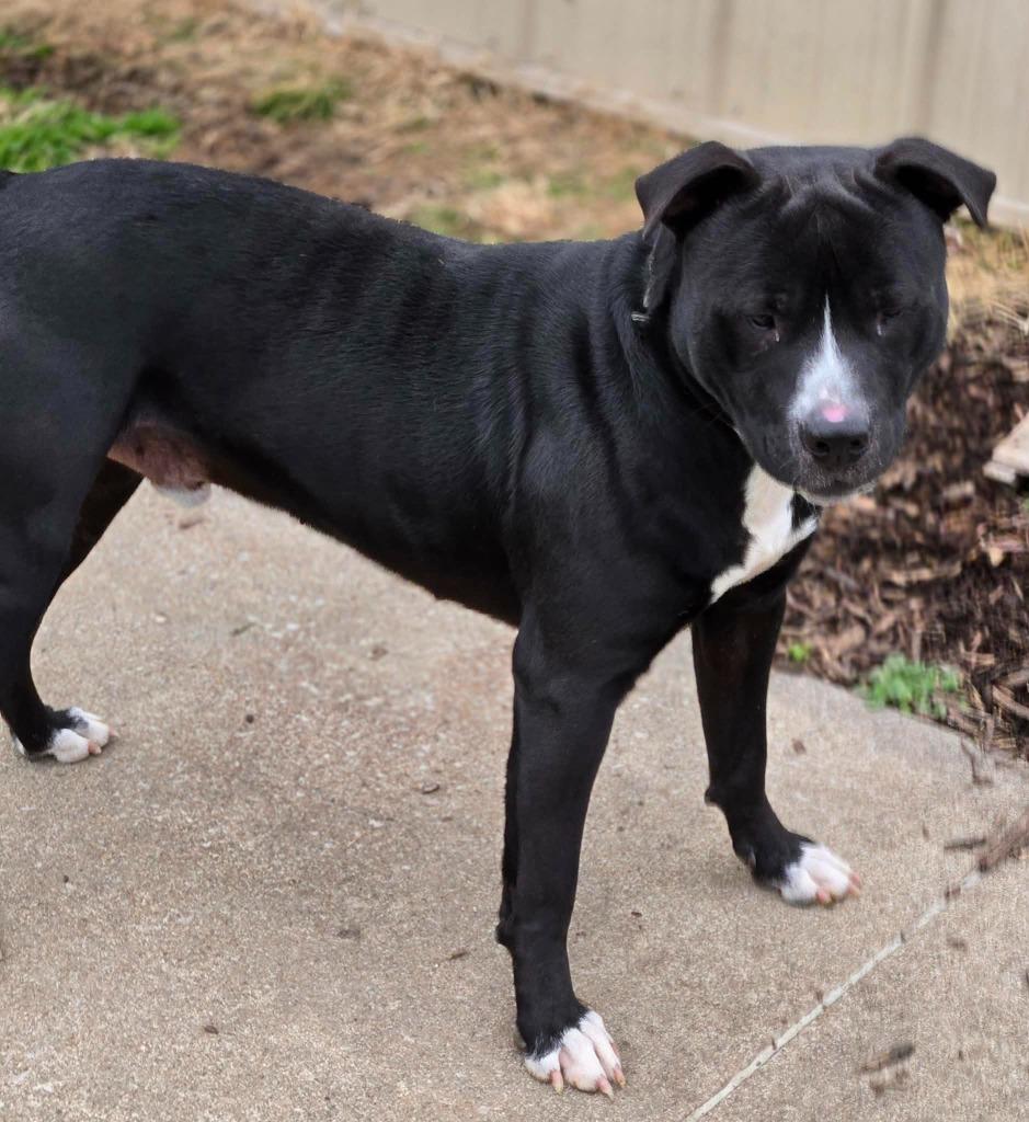 REX, a Adoptable Pit Bull Terrier in Moberly, MO image 5/5
