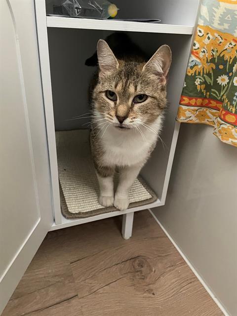 NABISCO, Adoptable, Adult Female Domestic Short Hair.