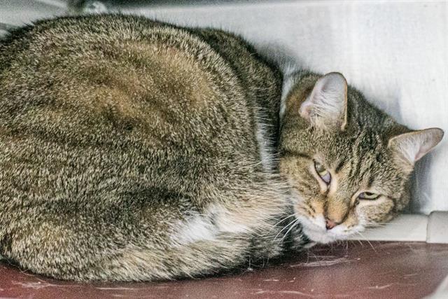 NABISCO, Adoptable, Adult Female Domestic Short Hair.