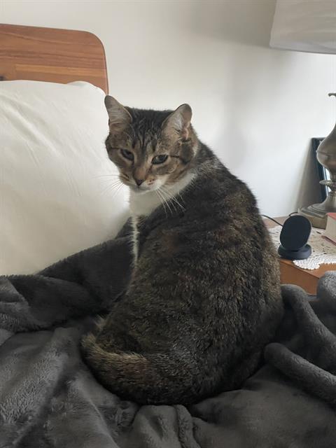 ABBY, Adoptable, Adult Female Domestic Short Hair.