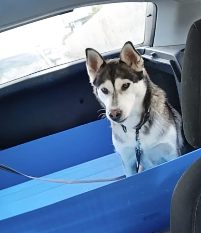 Aura, Adoptable, Young Female Siberian Husky.