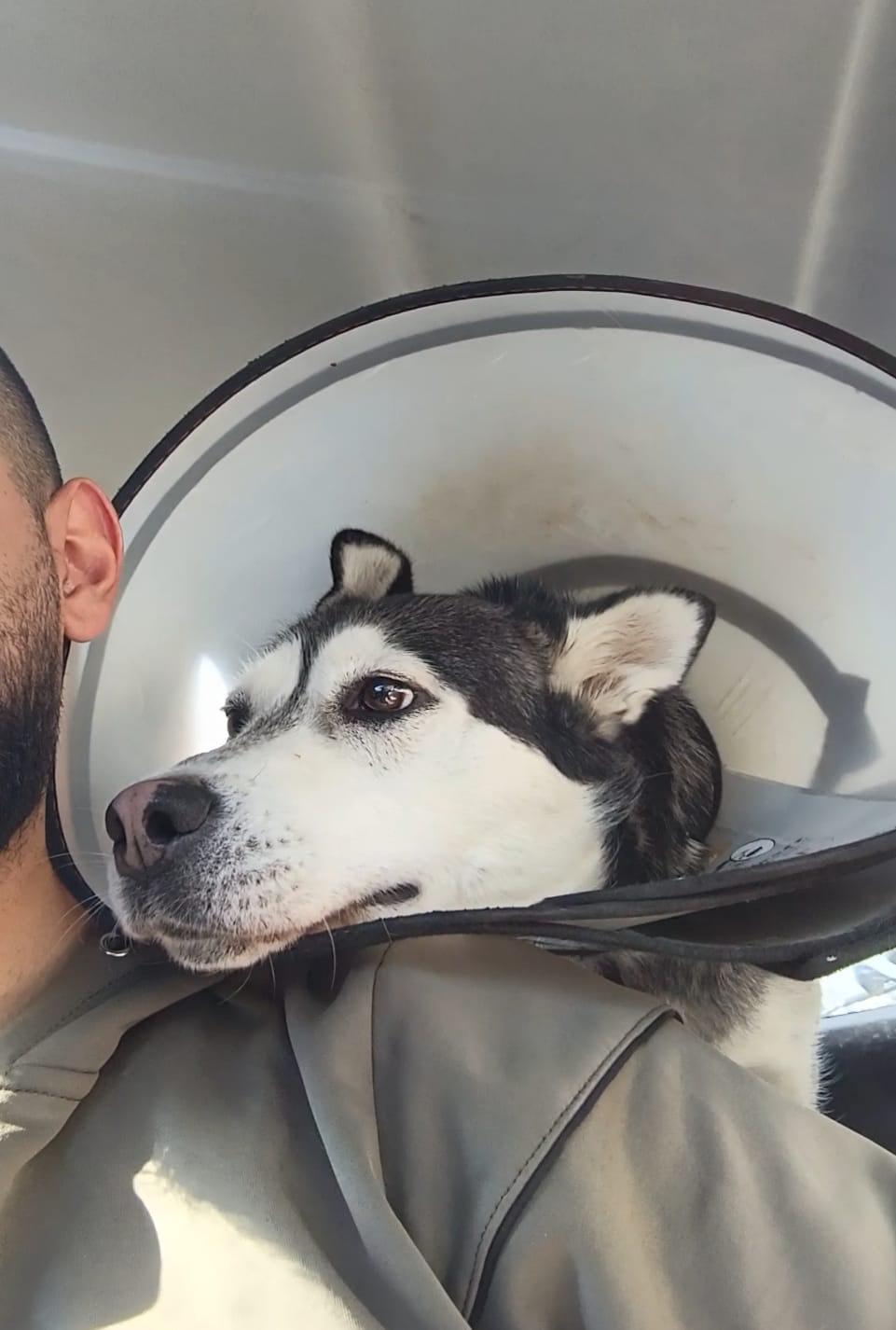 Aura, a Adoptable Siberian Husky in Rochester, NY image 2/4