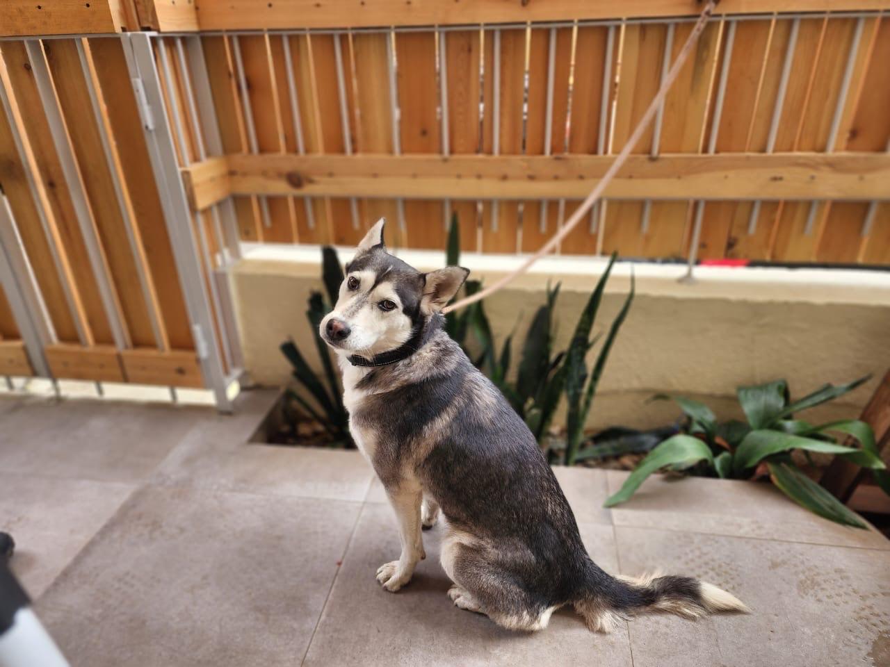 Aura, a Adoptable Siberian Husky in Rochester, NY image 3/4