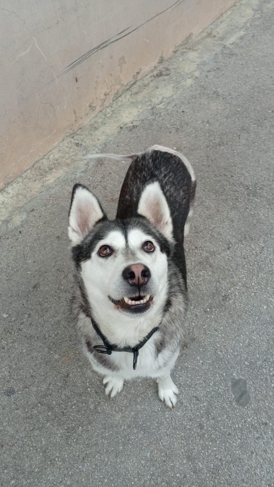 Aura, a Adoptable Siberian Husky in Rochester, NY image 4/4
