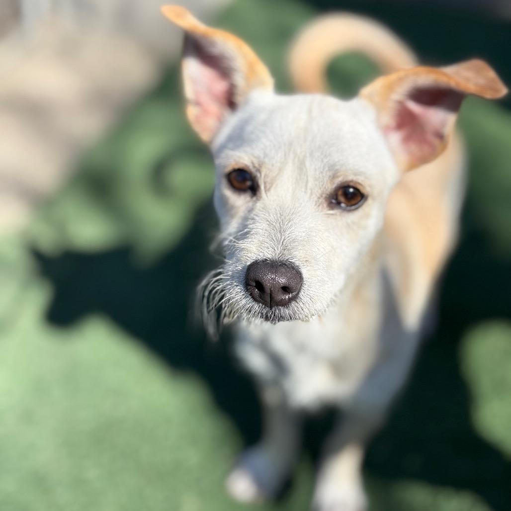 Dew Drop, Adoptable, Young Female Terrier & Mixed Breed.