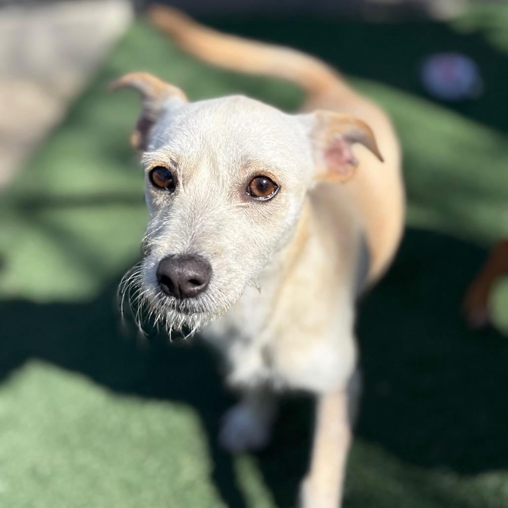 Enlarge Dew Drop, a Adoptable mixed breed in San Pablo, CA image 2/2