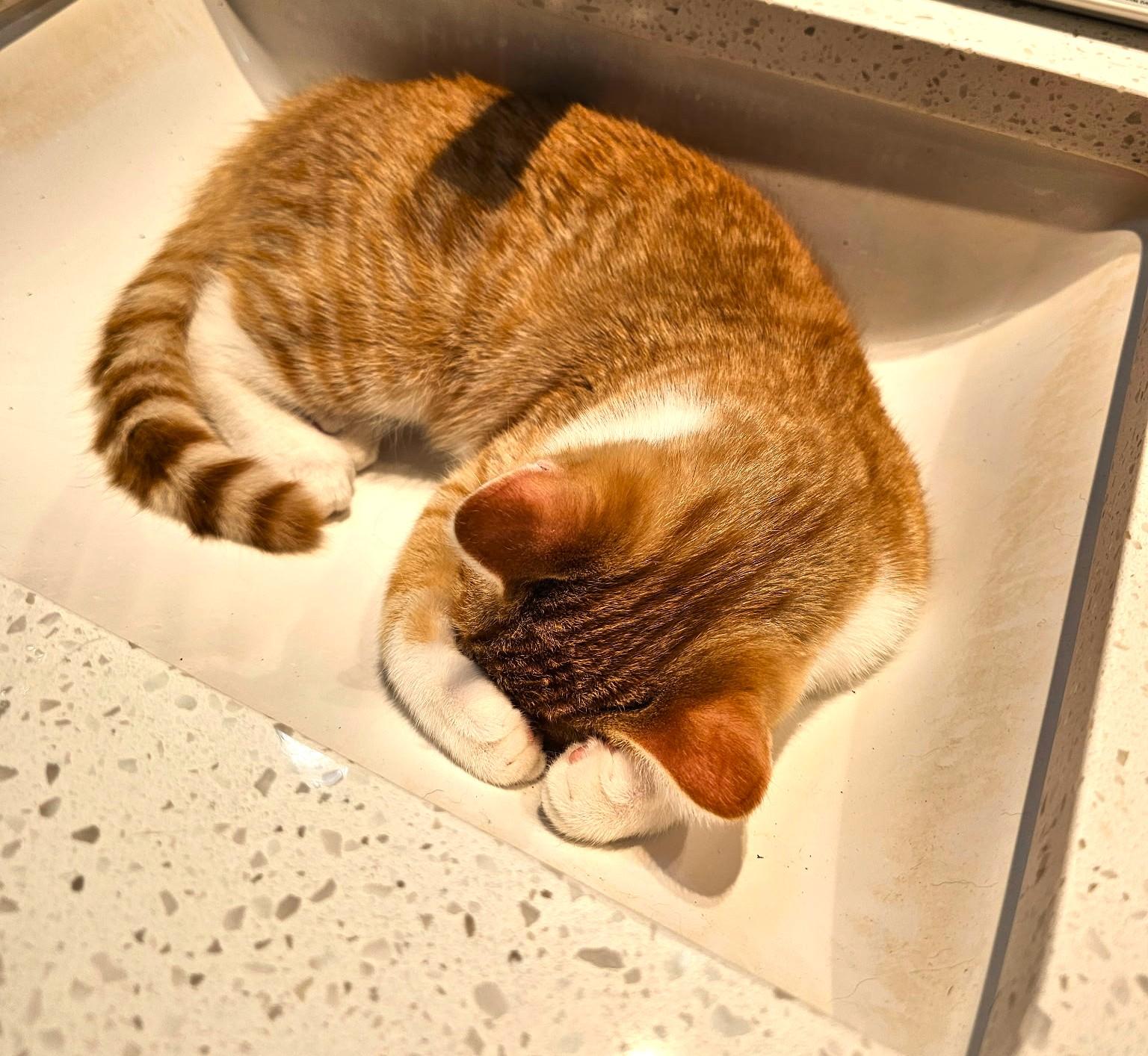 Enlarge Lucky-ks, an adoptable Domestic Short Hair in Burlington, WA image 5/5