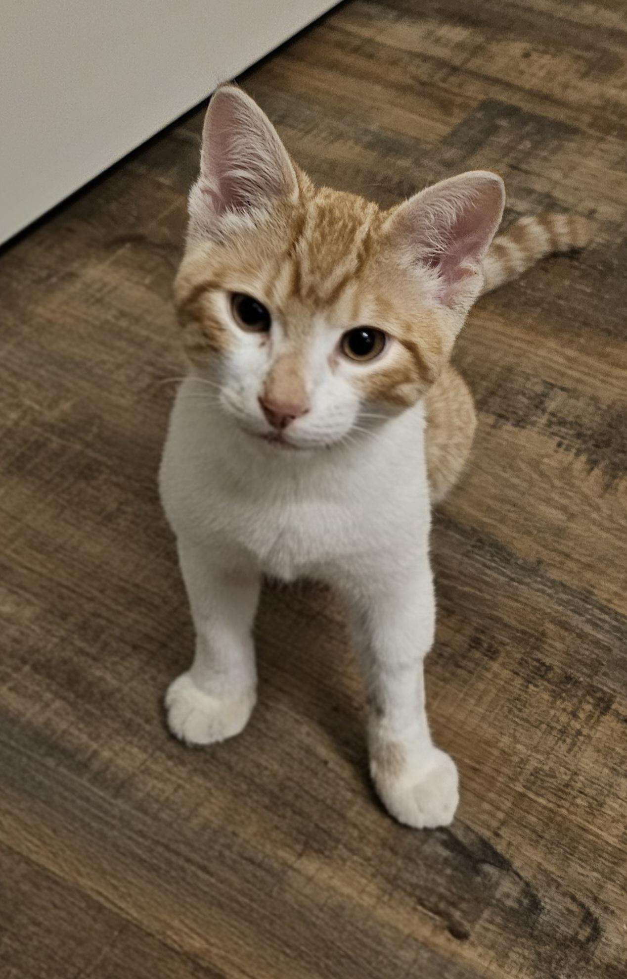 Lucky-ks, adoptable, Kitten Male Domestic Short Hair.