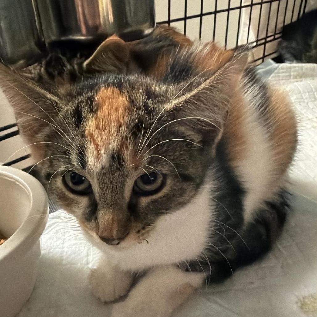 Susie, Adoptable, Kitten Female Domestic Short Hair.