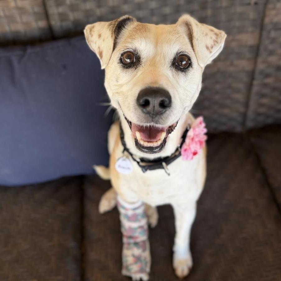 Enlarge Roxy Jones, a Adoptable Beagle in Ramona, CA image 1/6