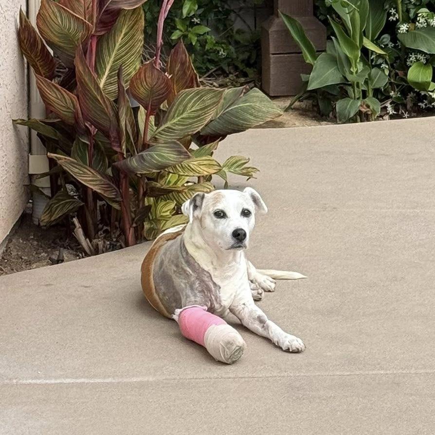 Enlarge Roxy Jones, a Adoptable Beagle in Ramona, CA image 2/6