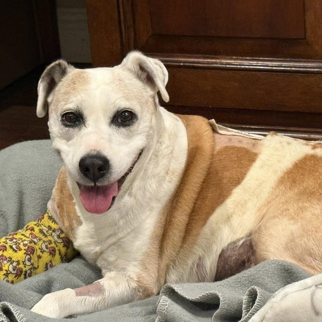 Enlarge Roxy Jones, a Adoptable Beagle in Ramona, CA image 6/6