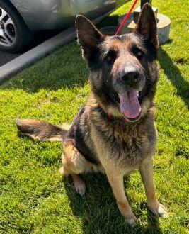 Adopt Mango