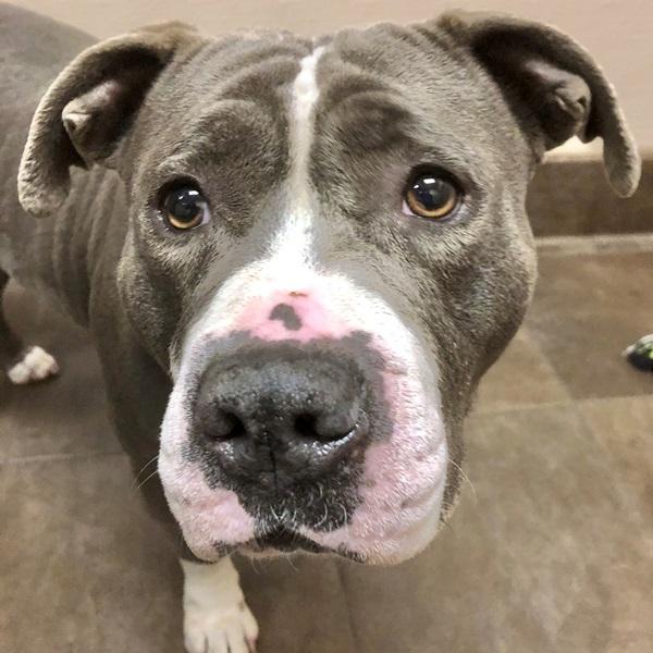 Baby, a Adoptable mixed breed in Des Moines, IA image 2/2