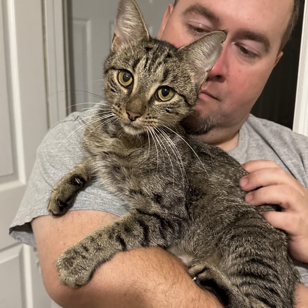 Anne Marie (Morticia), Adoptable, Young Female Domestic Short Hair.